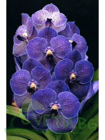 Ванда (Vanda pures wax blue)